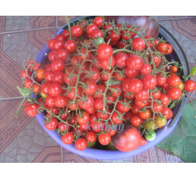 Насіння помідору сорту "IVA'S RED BERRY"